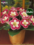 Blanche De Meru - Gloxinia Bulb